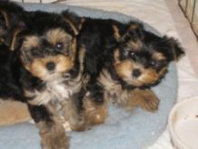 well trained male and female Yorkie puppies breed