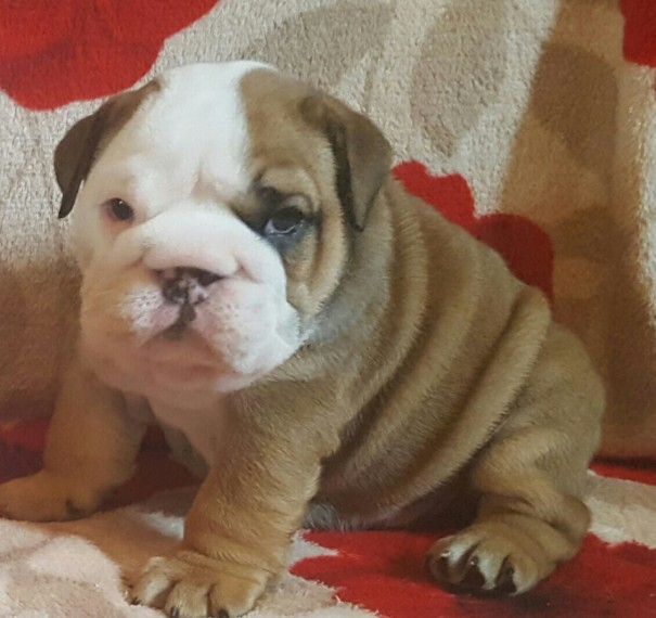 kc bulldog for sale Image eClassifieds4u