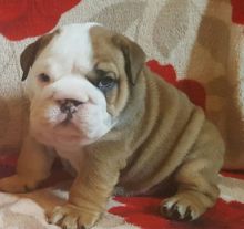 kc bulldog for sale Image eClassifieds4u 2