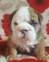 kc bulldog for sale Image eClassifieds4u 1