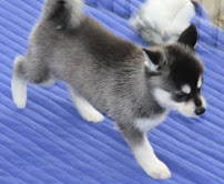 Adorable Siberian Husky puppies For Adoption