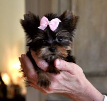 awesome Teacup Yorkie