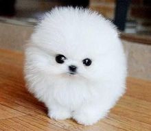 Charming Teacup Pomeranian Puppies for adoption(909-296-7704)...
