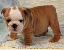 Magnificent English Bulldog Puppies For Re-homing----am.andajeronic.a1@gmail.com
