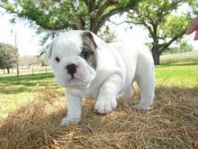 nice Super Adorable male and female English Bulldog Puppies for sale contact (240) 487-9238