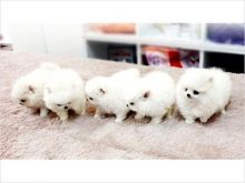 Super cute toy face looking Teacup Pomeranian Puppies for adoption(909-296-7704)...