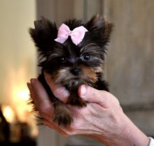 sweet boy and girl Teacup Yorkie puppies
