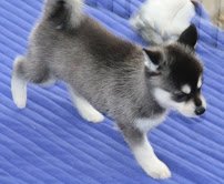 Adorable Siberian Husky puppies For Adoption Image eClassifieds4u