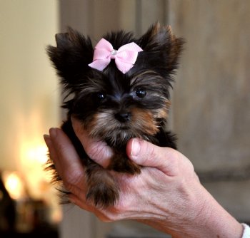 cute male and female teacup yorkies Image eClassifieds4u