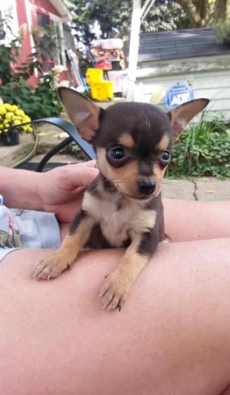 potty trained and lovely Chihuahua Puppies text me on (240) 487-9238 Image eClassifieds4u