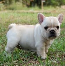 super cutie Nice French Bulldog Puppies For new family (240) 487-9238 Image eClassifieds4u