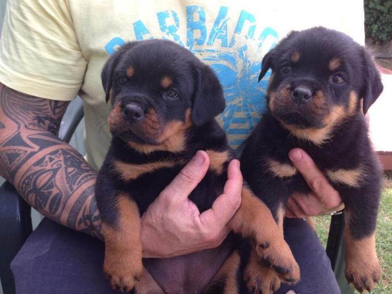 Two sweet rottweiler puppies for adoption contact>>(204) 515-5262 Image eClassifieds4u
