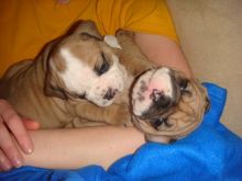 Beautiful English Bulldog Pups Available Now.