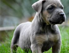 gorgeoues cane corso pups for sale