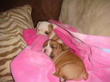 HomeRaise English Bulldog Pups Available Now.