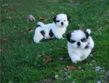 Interested Shih-Tzu pups