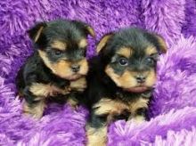 Registered Yorkshire Puppies For Re-Homing