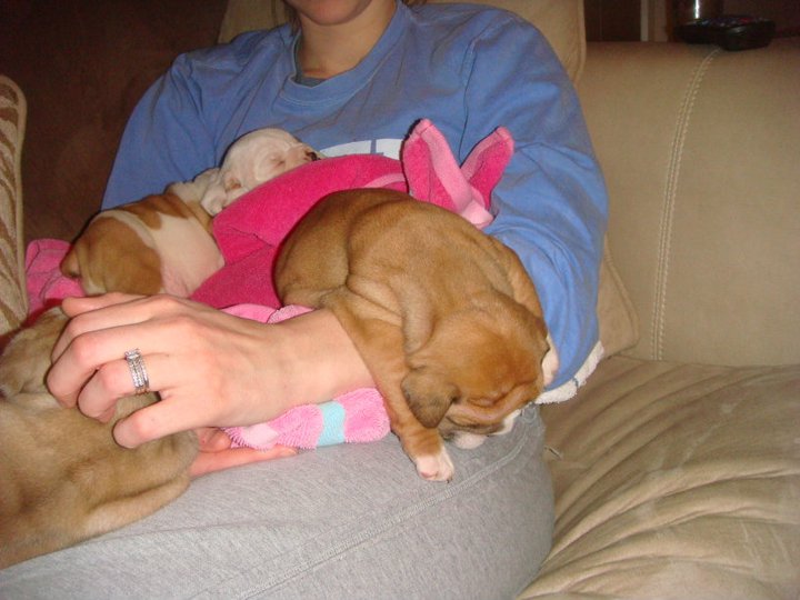 Beautiful English Bulldog Pups Available Now. Image eClassifieds4u