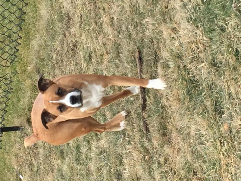 Boxer x Image eClassifieds4u