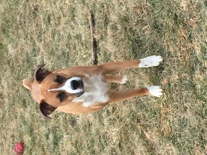 Boxer x Image eClassifieds4u