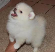 Beautiful Purebred --Pomeranian Puppies--ama.ndajeroni.c.a1@gmail.com Image eClassifieds4U