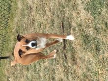 Boxer x Image eClassifieds4u 1