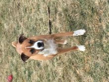 Boxer x Image eClassifieds4u 2