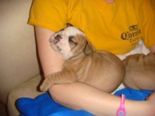 HomeRaise English Bulldog Pups Available Now. Image eClassifieds4u 4