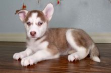 Outstanding Husky Puppies for Sale