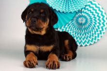 Outstanding Rottie Puppies for Sale