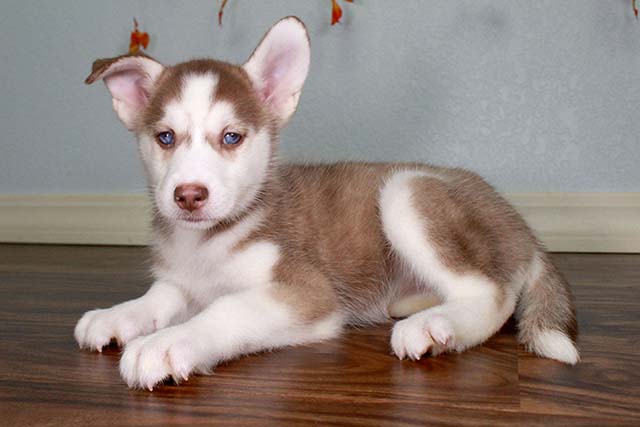 Outstanding Husky Puppies for Sale Image eClassifieds4u