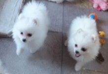 Best Quality Teacup Pomeranian Puppies