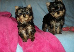Standard Yorkshire terrier puppies, 1 male and 1 female ready to go now. Image eClassifieds4u
