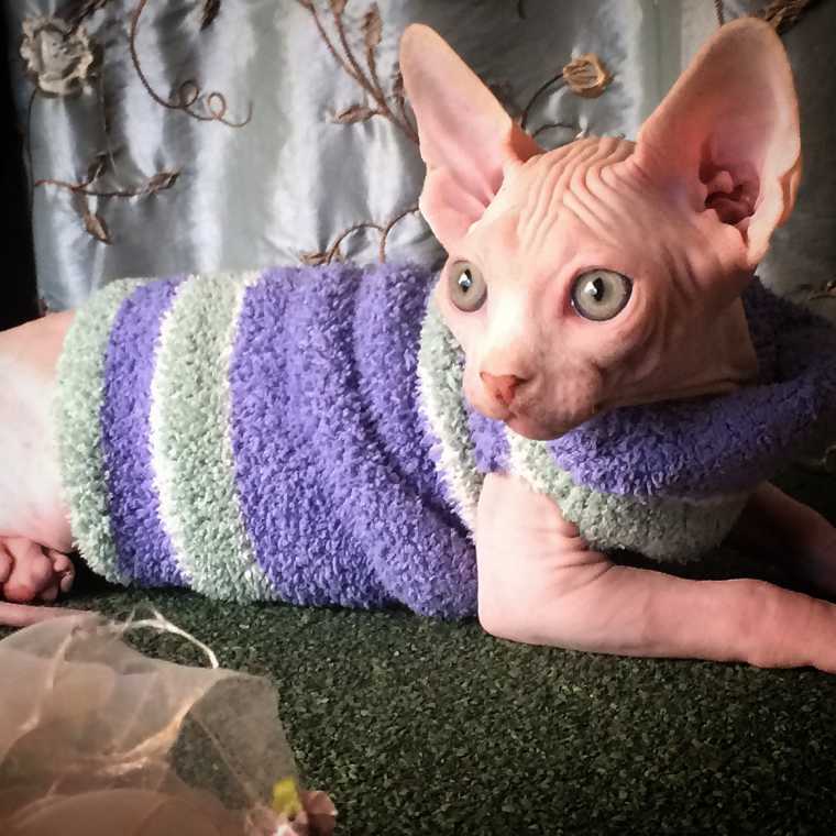 Healthy Sphynx Kitten For Re-Homing Image eClassifieds4u