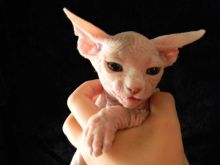 Healthy Sphynx Kitten For Re-Homing