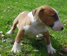 Lovely Face BULL TERRIER Puppies