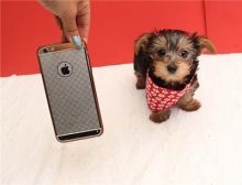 2 Yorkie puppies female