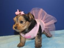 Adorable Morkie Puppies