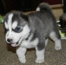 Adorable Siberian HuskyTeacup Puppy CKC reg'd