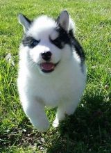 AKC Husky Puppies -
