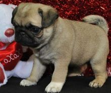 AKC pug Puppies ready to go now...