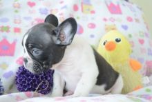 Available French Bulldog Puppies