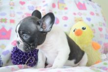Awesome French Bulldog Puppies Available