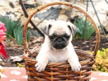 Beautiful Bear Face Micro Teacup Pug Available!