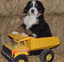 Beautiful Male and Female Bernese Mountain Puppies