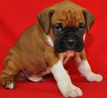 Cute Boxer Puppies