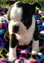 dghg Boston Terrier Puppies ...
