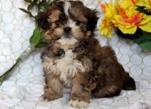 Gorgeous shih poo puppies available