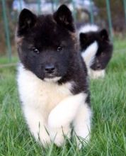 Home raised Akita puppies for rehoming