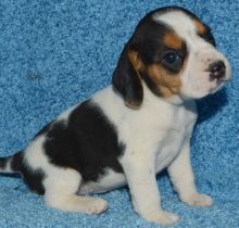 Home Trained Beagle Puppies